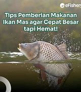 Ikan Mas Sekolah Mpls